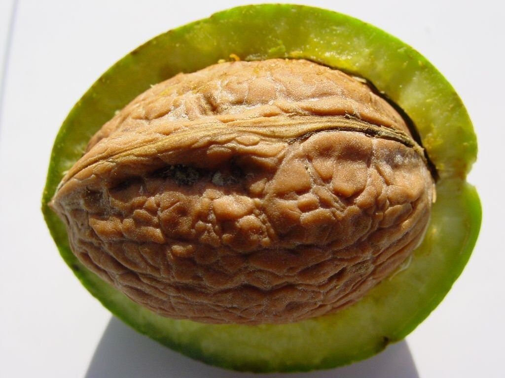 Image - walnut shell nuclear nuts nut