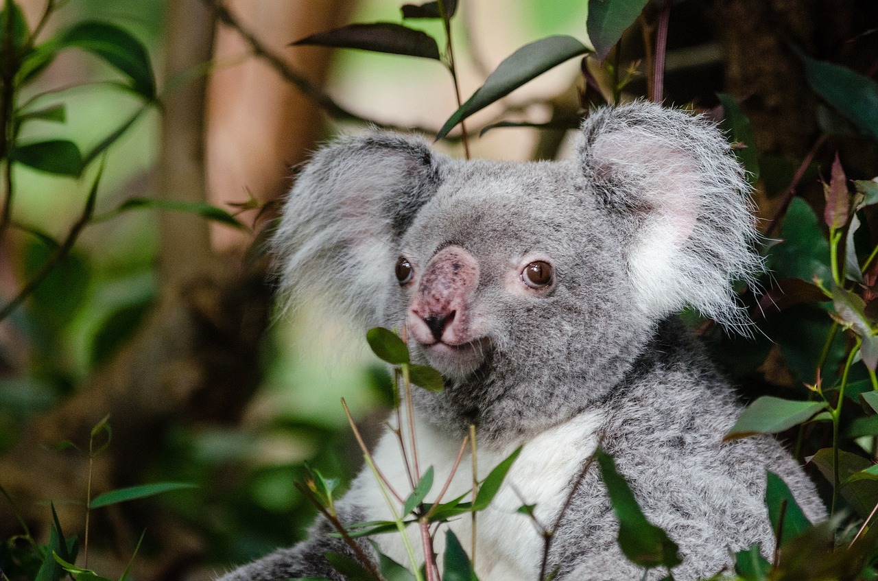 Image - koala bear tree sitting perched