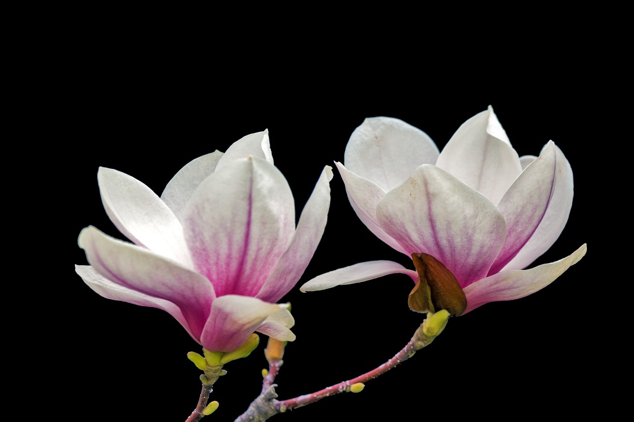 Image - magnolia wood floral flower