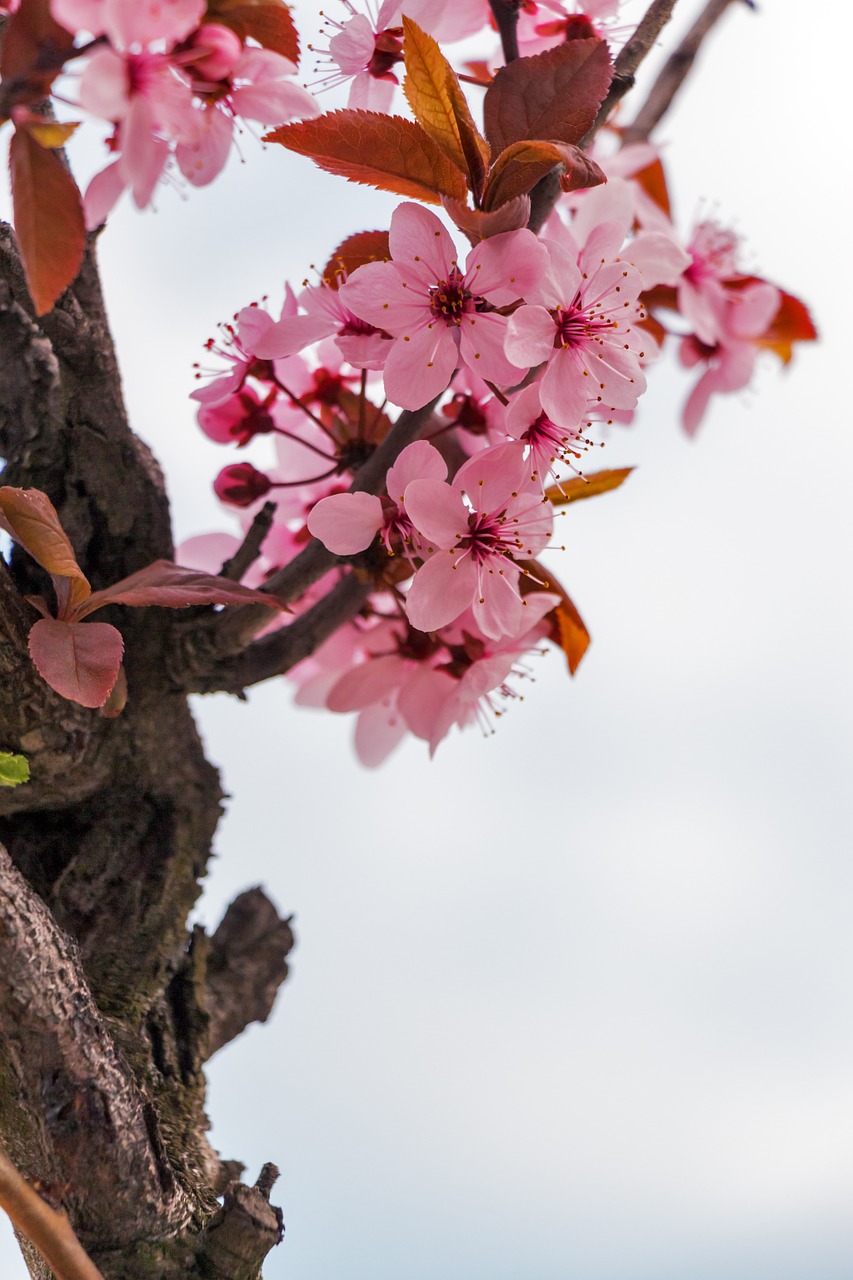 Image - mandulavirág almond flowers spring