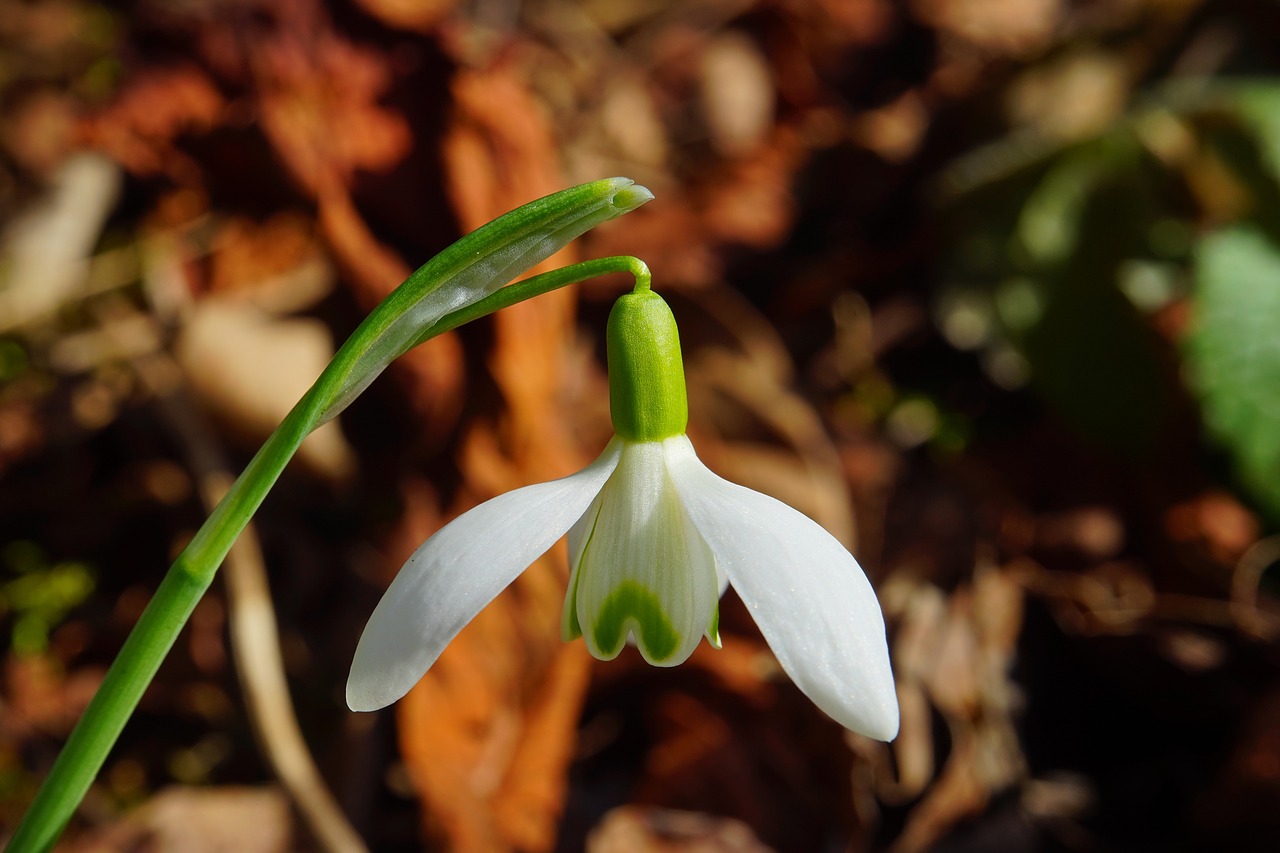 Image - snowdrop blossom bloom