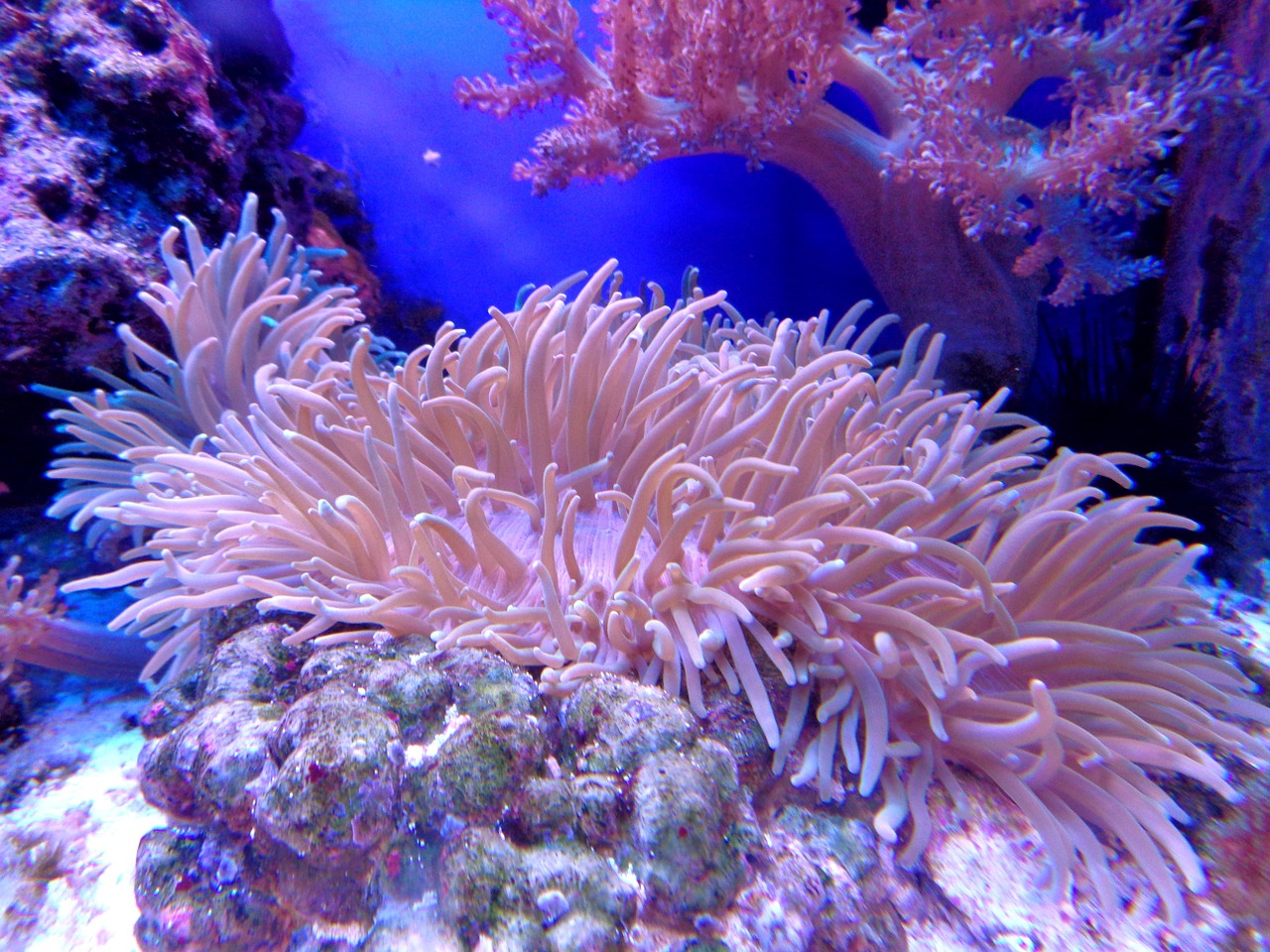 Image - coral cay aquarium sea reef water