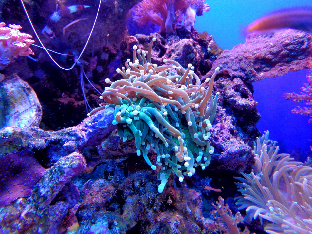 Image - coral anemone cay aquarium sea