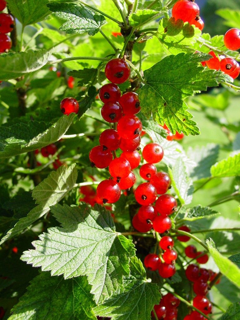 Image - currants currant berries fruit