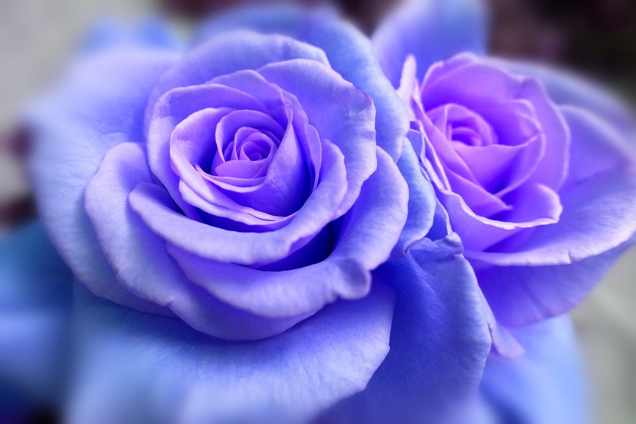 Image - rose flower blue nature floral