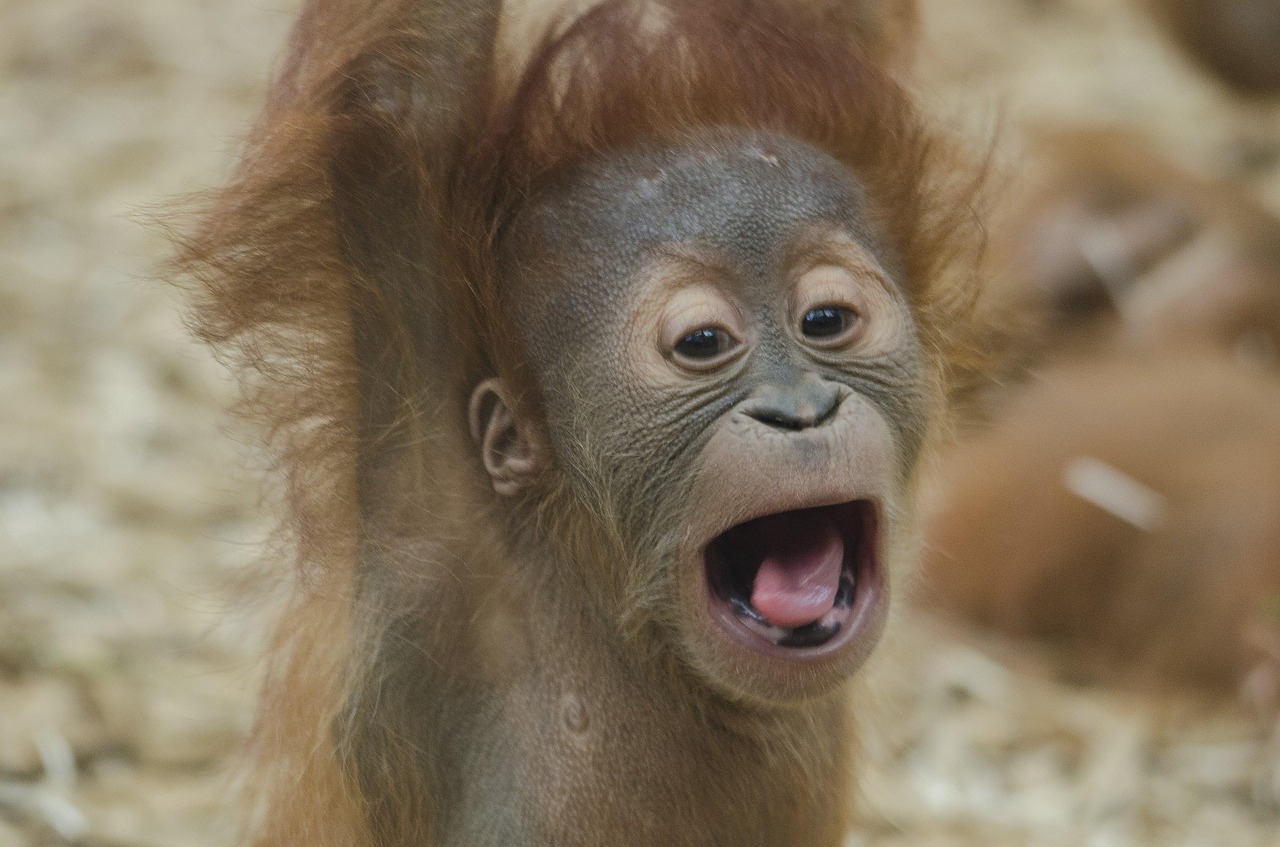 Image - baby orangutan ape primate wildlife