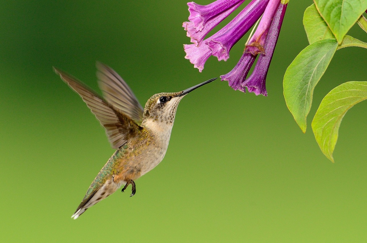 Image - hummingbird flying feeding wildlife