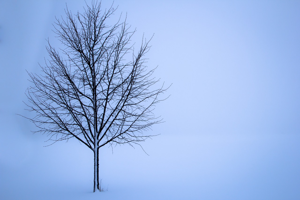 Image - tree snow winter landscape