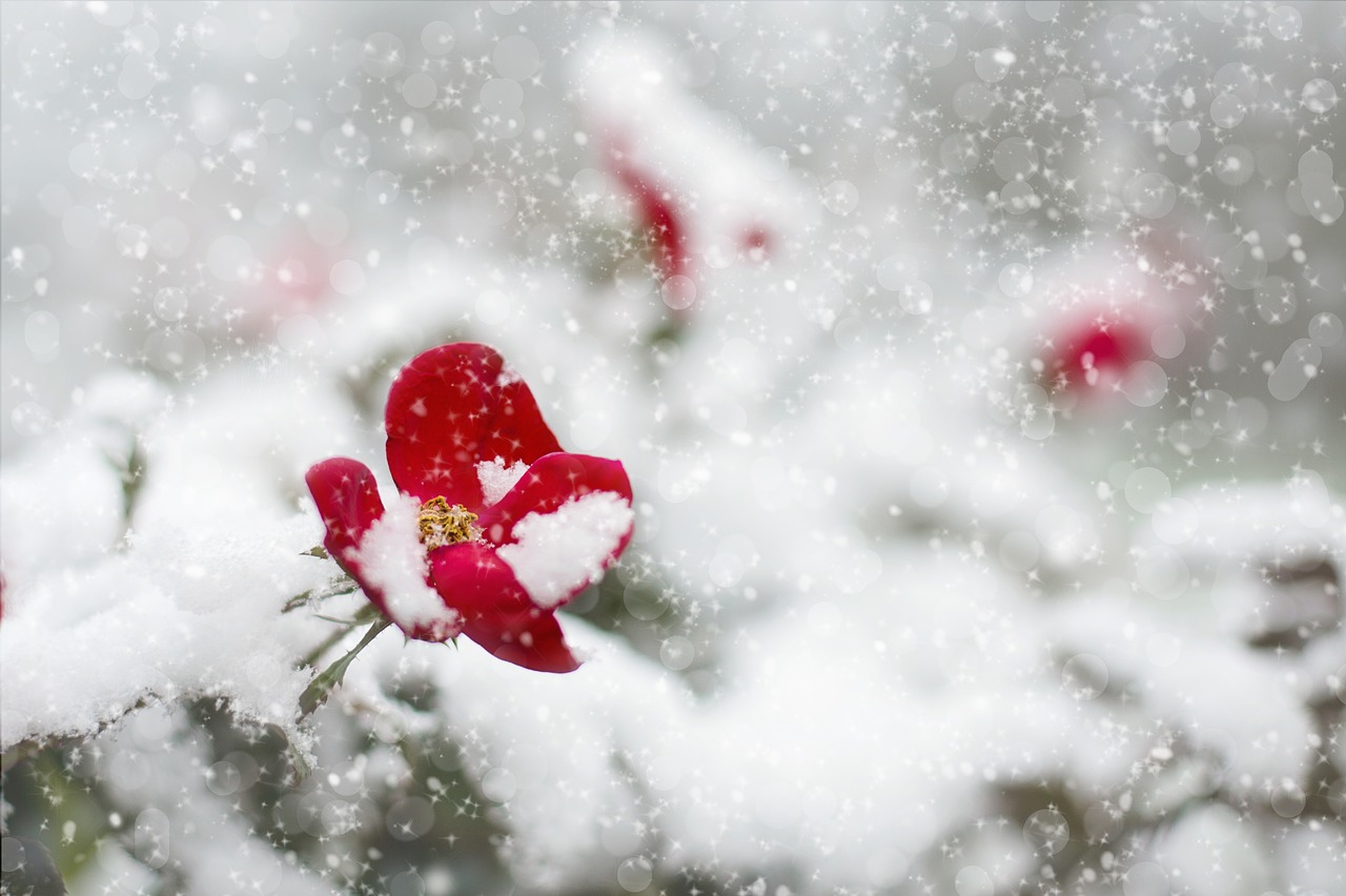 Image - red rose snow winter red rose