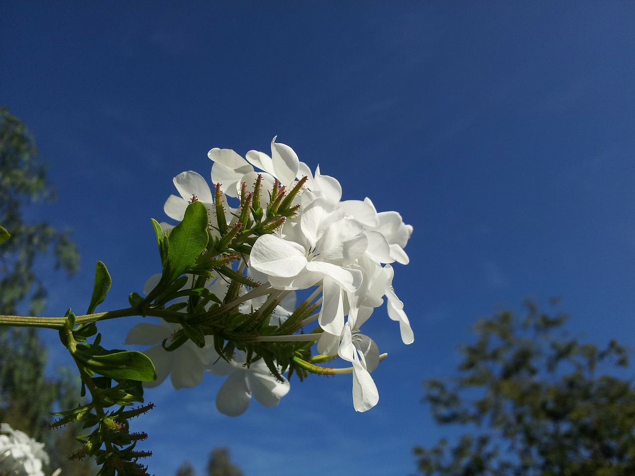 Image - blue sky floral plant natural