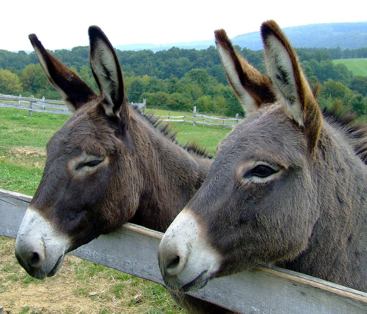 Image - donkeys animals forest trees woods