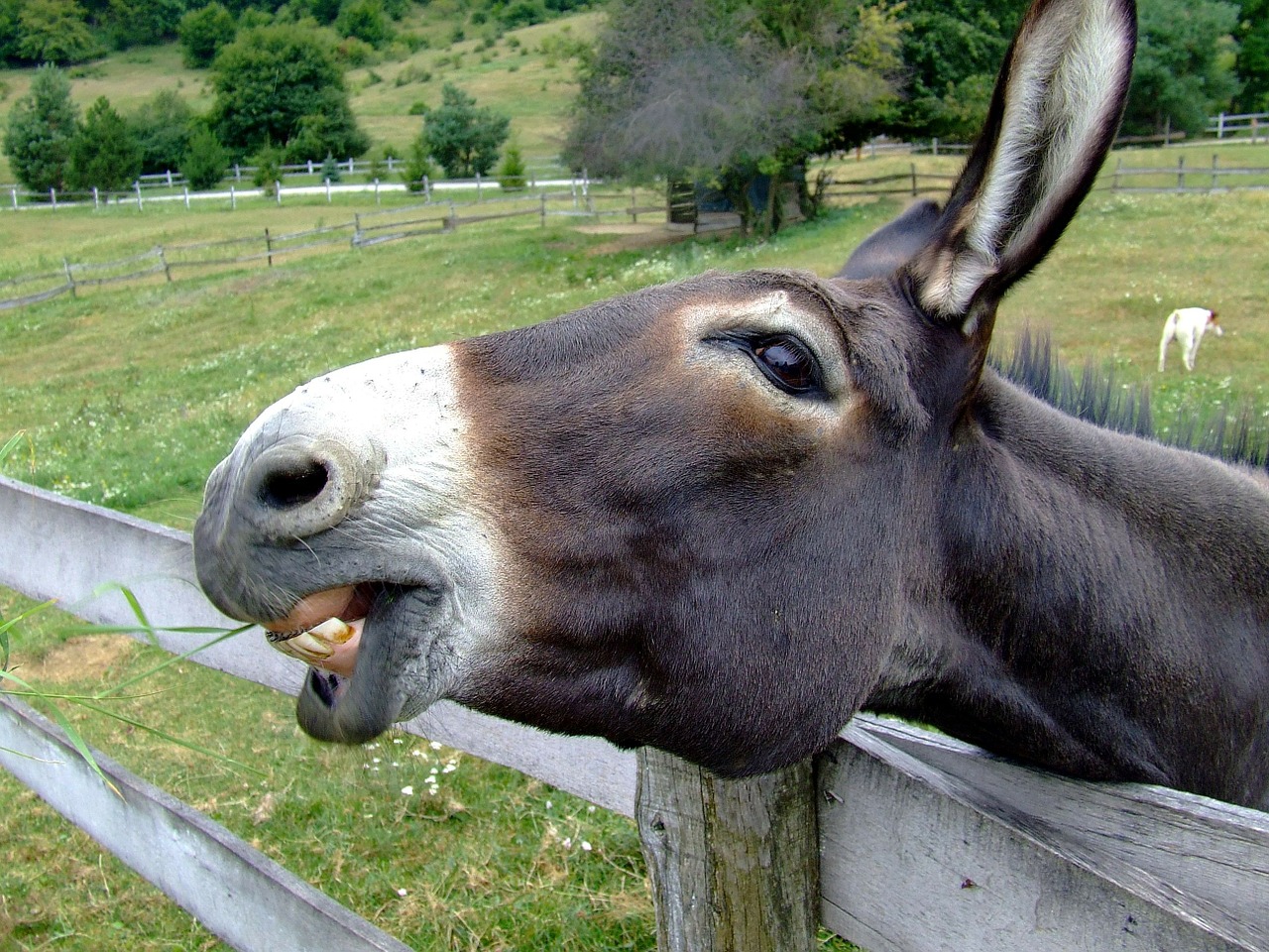 Image - donkey fence nature outside animal