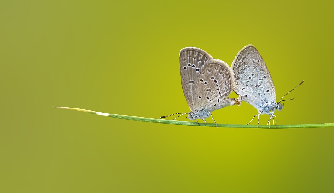 Image - butterfly matting macro