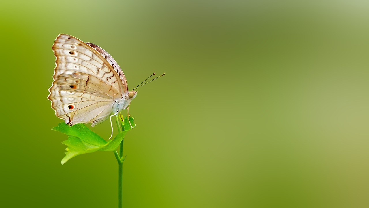 Image - butterfly matting macro