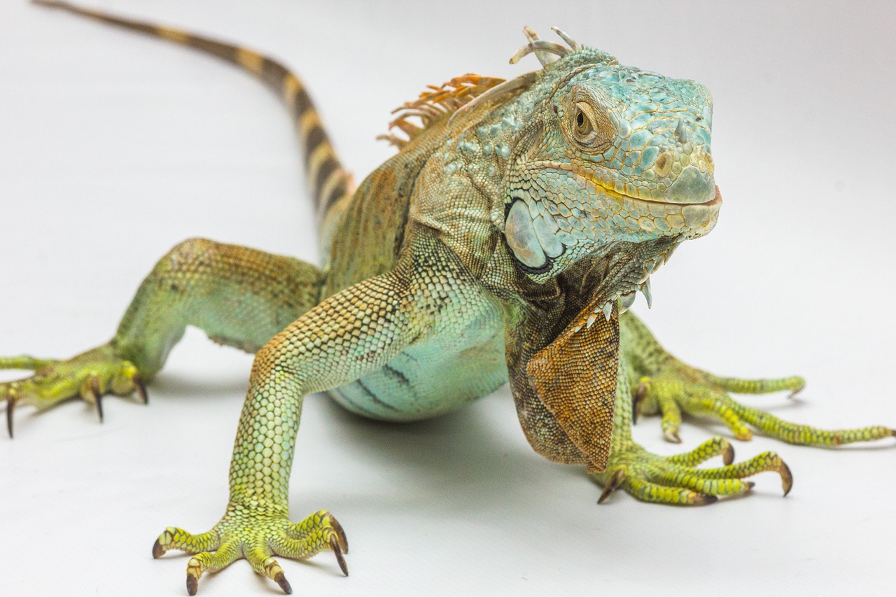 Image - iguana white background reptile