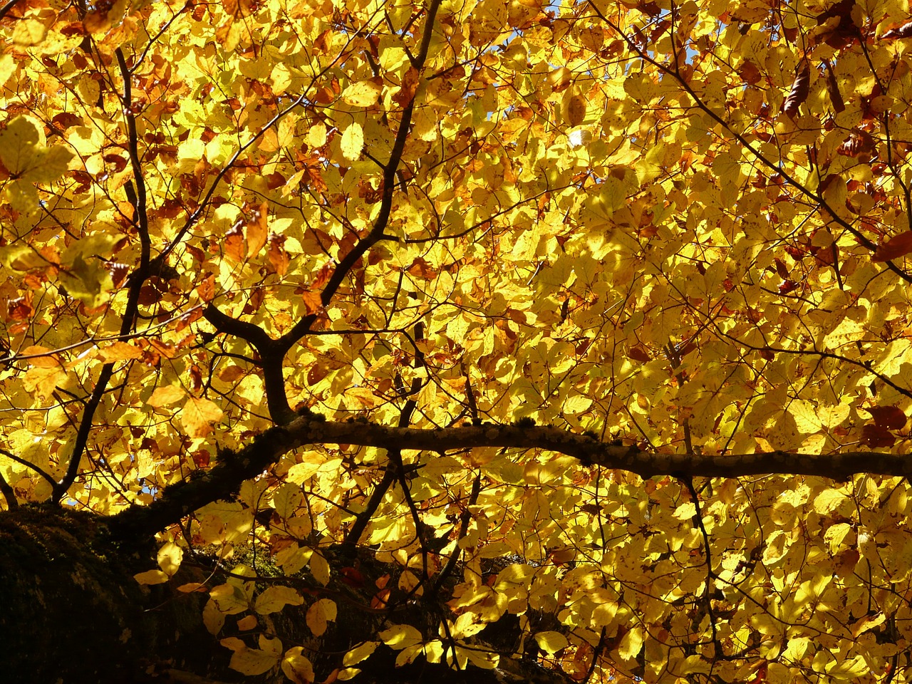 Image - beech fagus sylvatica fagus