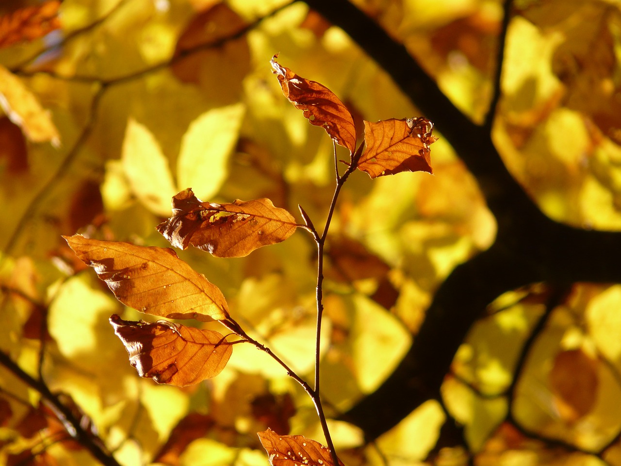 Image - beech fagus sylvatica fagus