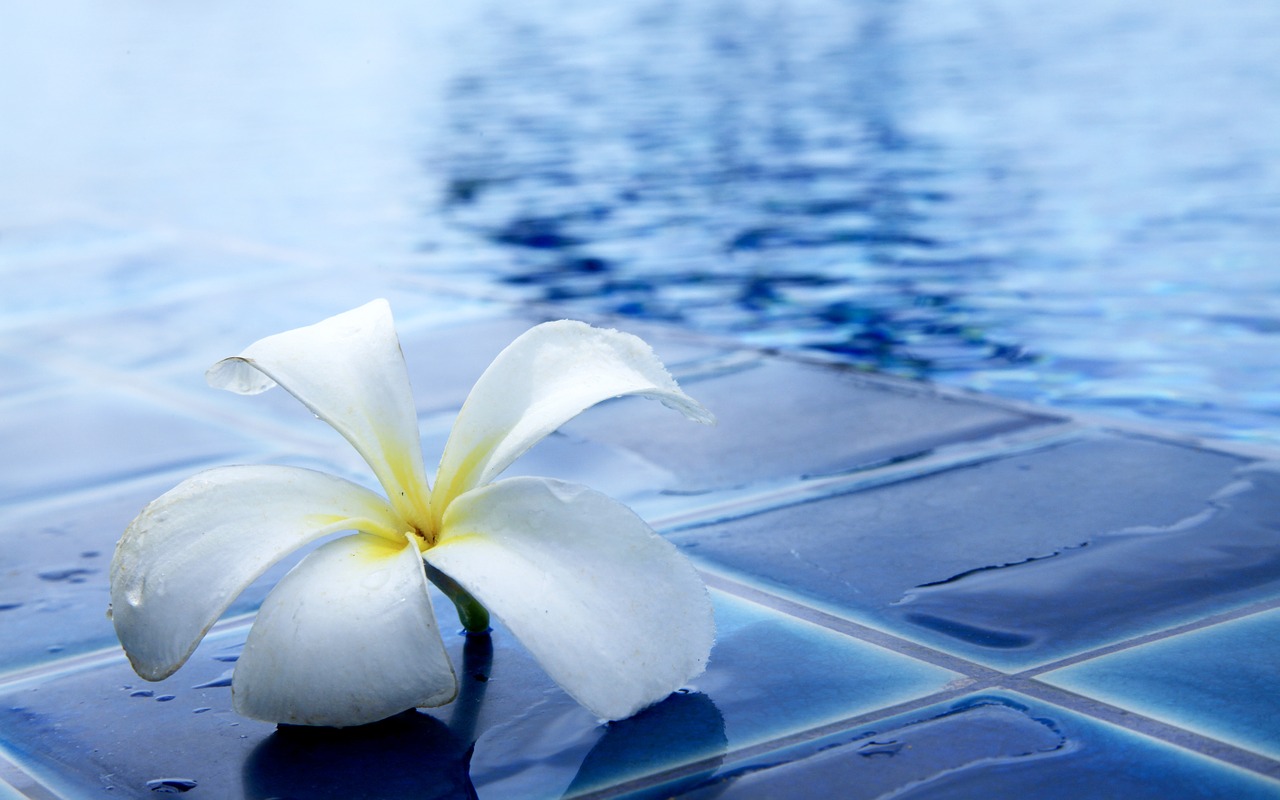 Image - flowers delightful refreshing