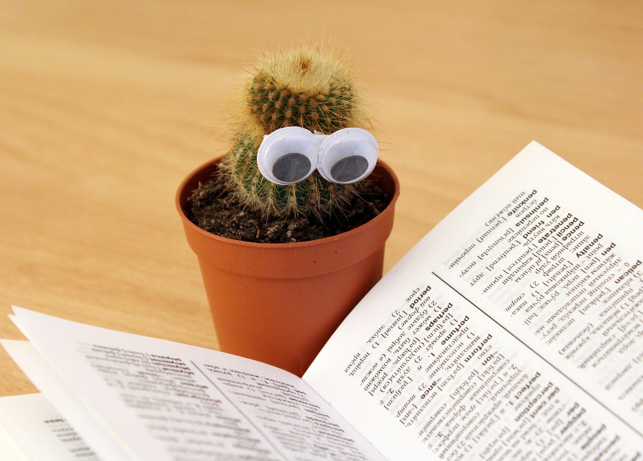 Image - cactus eyes book pot reading