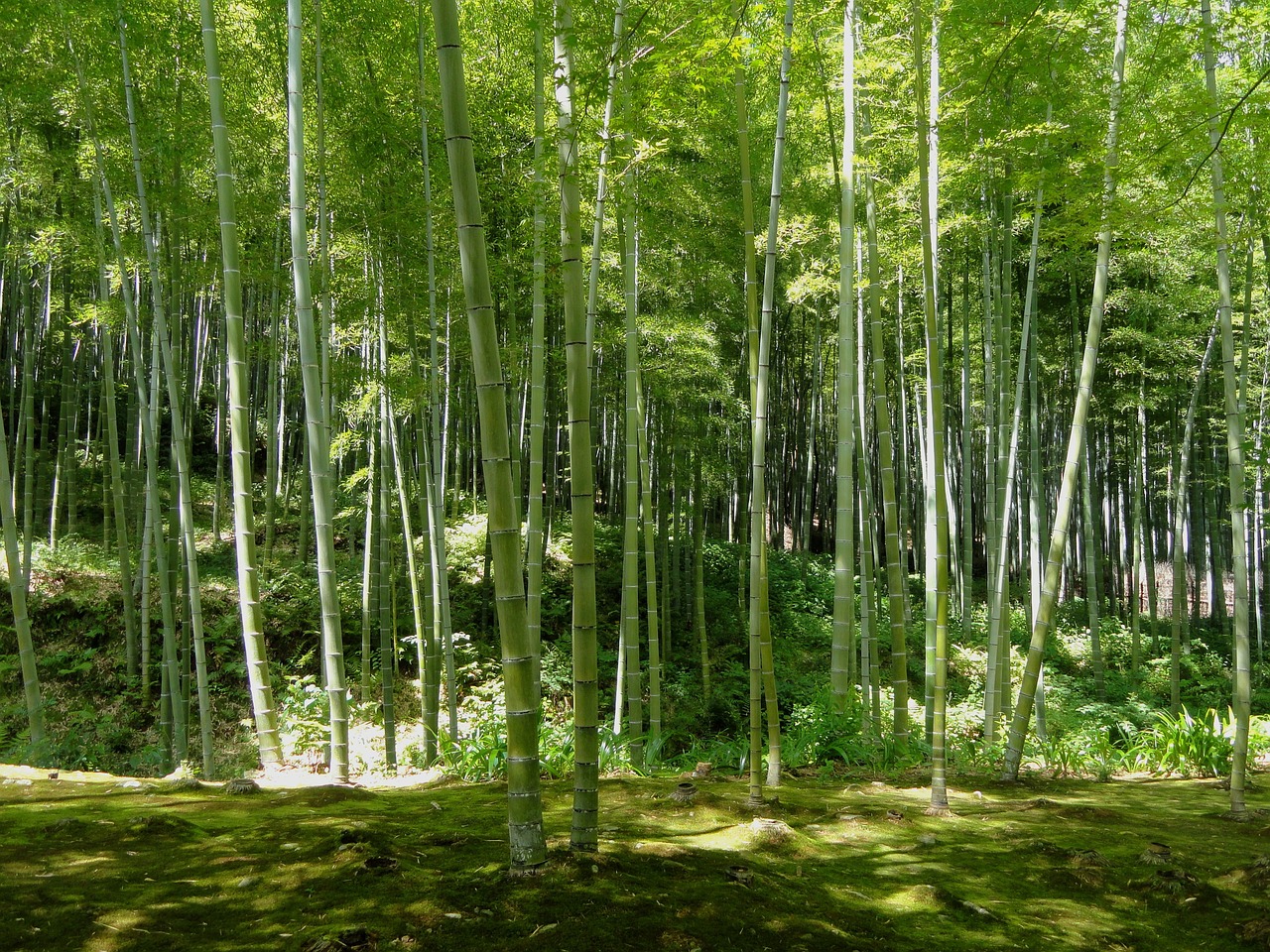 Image - kyoto japan bamboo forest trees