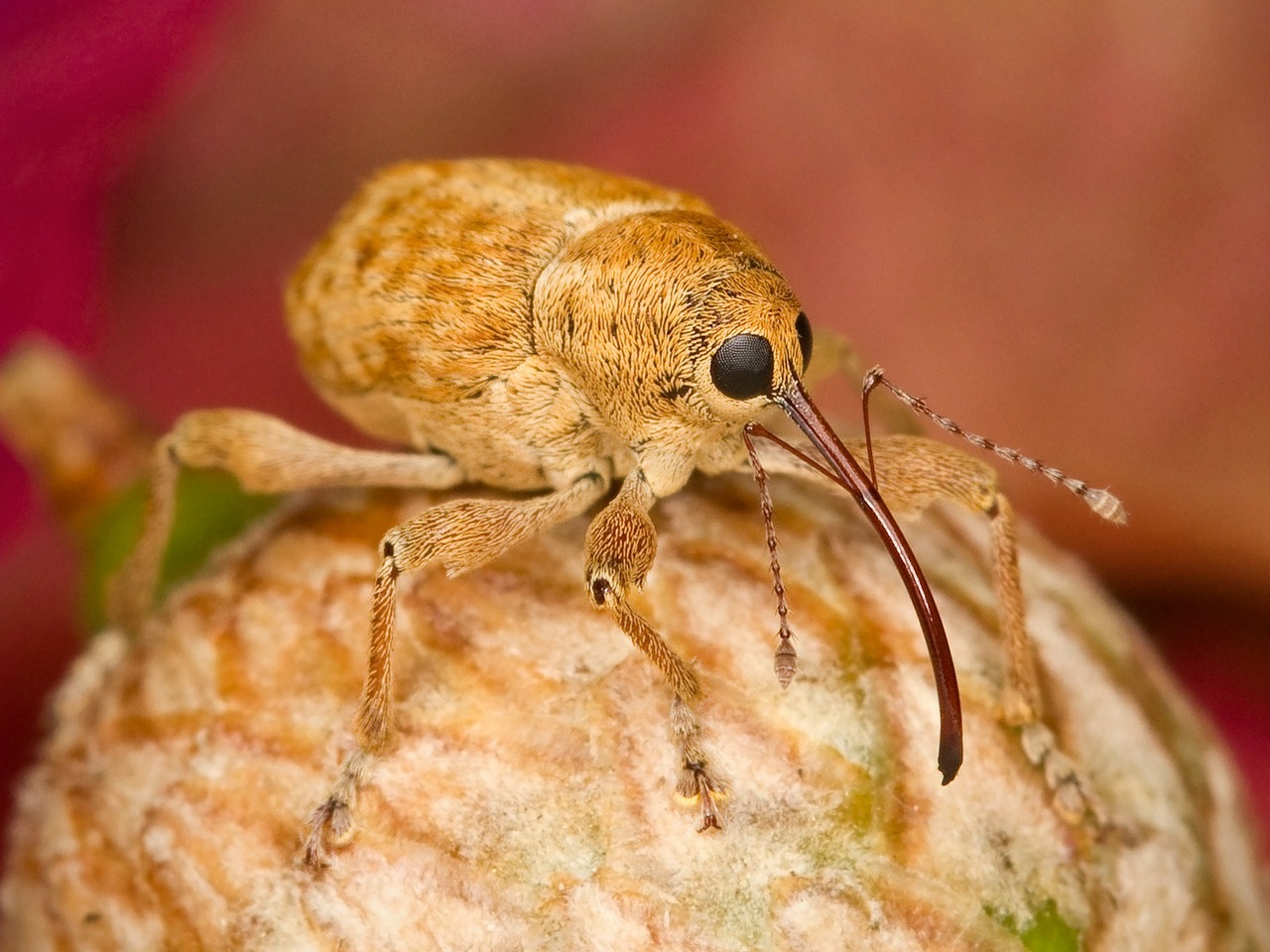 Image - filbert weevil bug insect close up