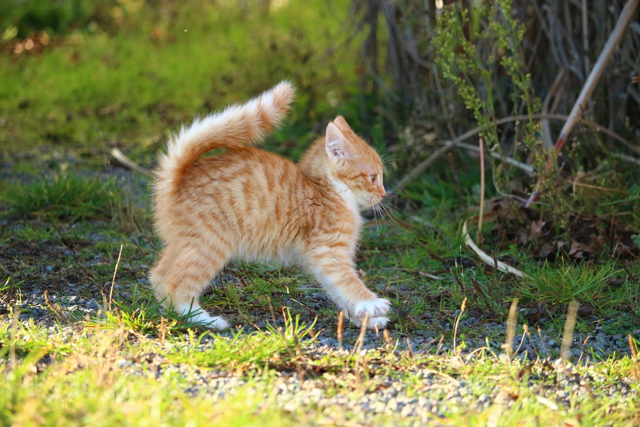 Image - cat kitten cat baby young cats