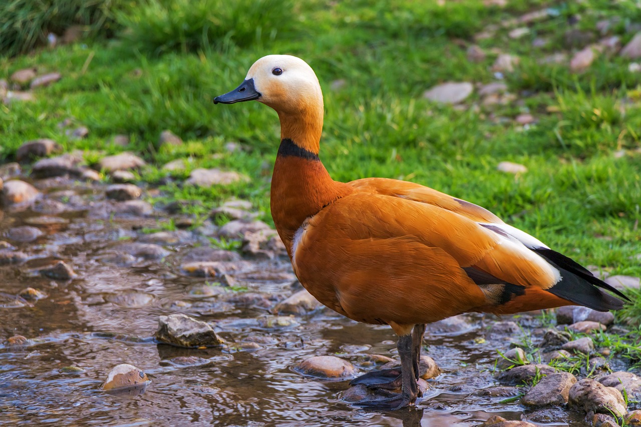 Image - ruddy shelduck réceféle bird