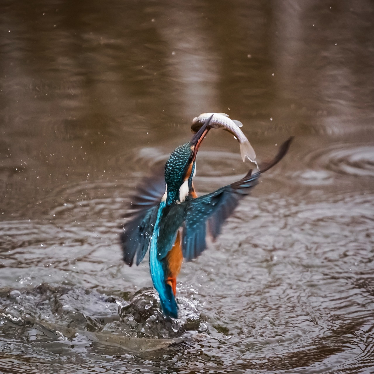 Image - kingfisher bird alcedo atthis