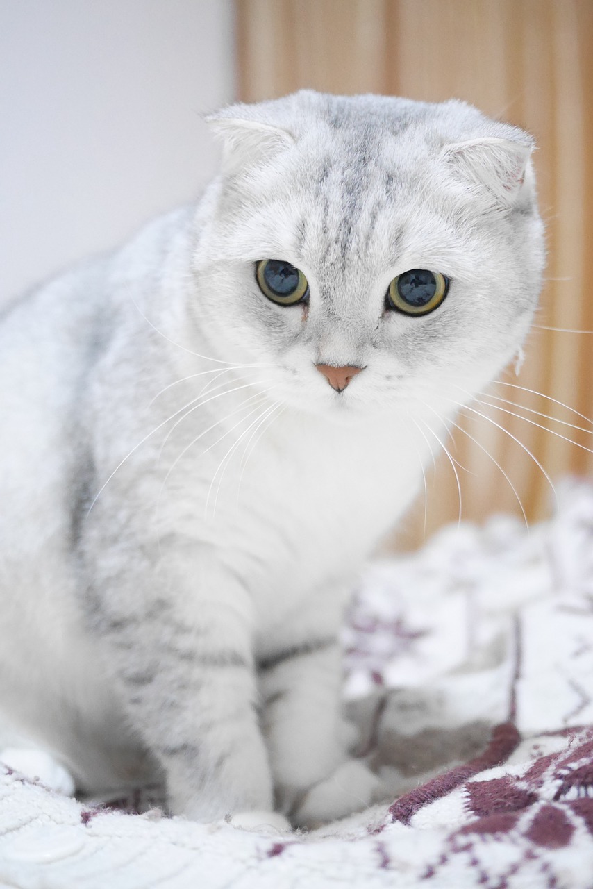 Image - scottish fold cats gradient color