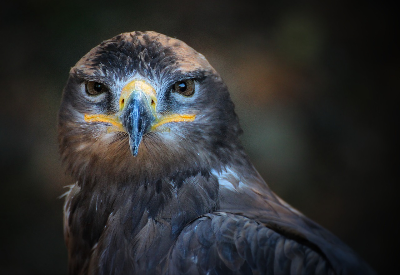 Image - portrait bird nature wild predator