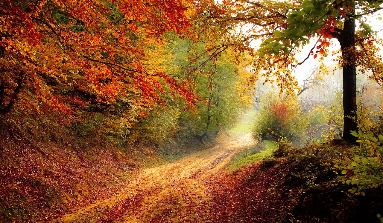 Image - road forest season autumn fall