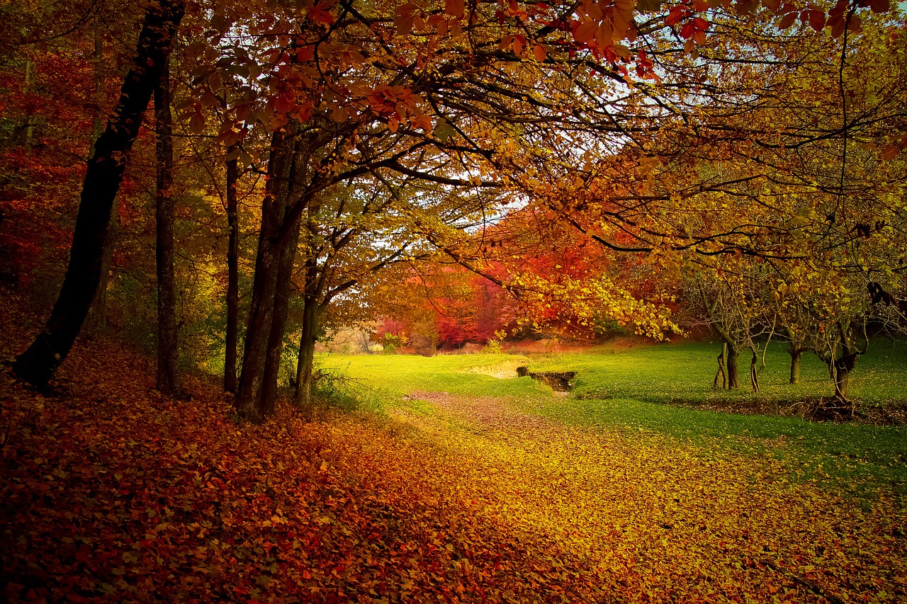 Image - autumn forest woods nature fall