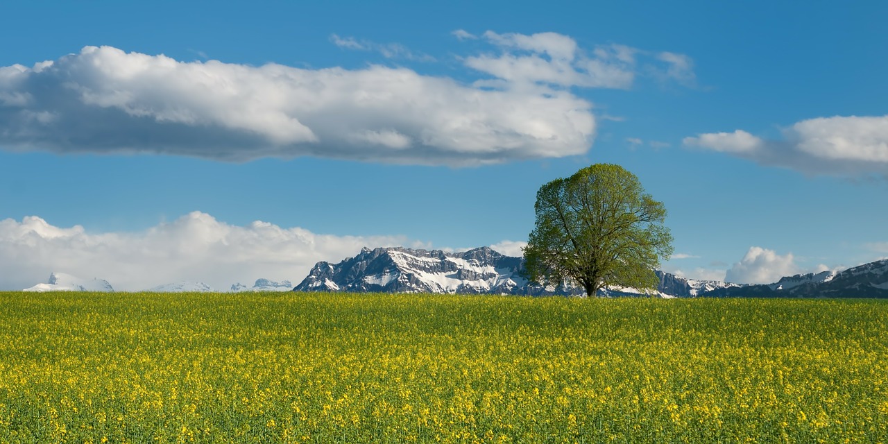 Image - tree field oilseed rape summer