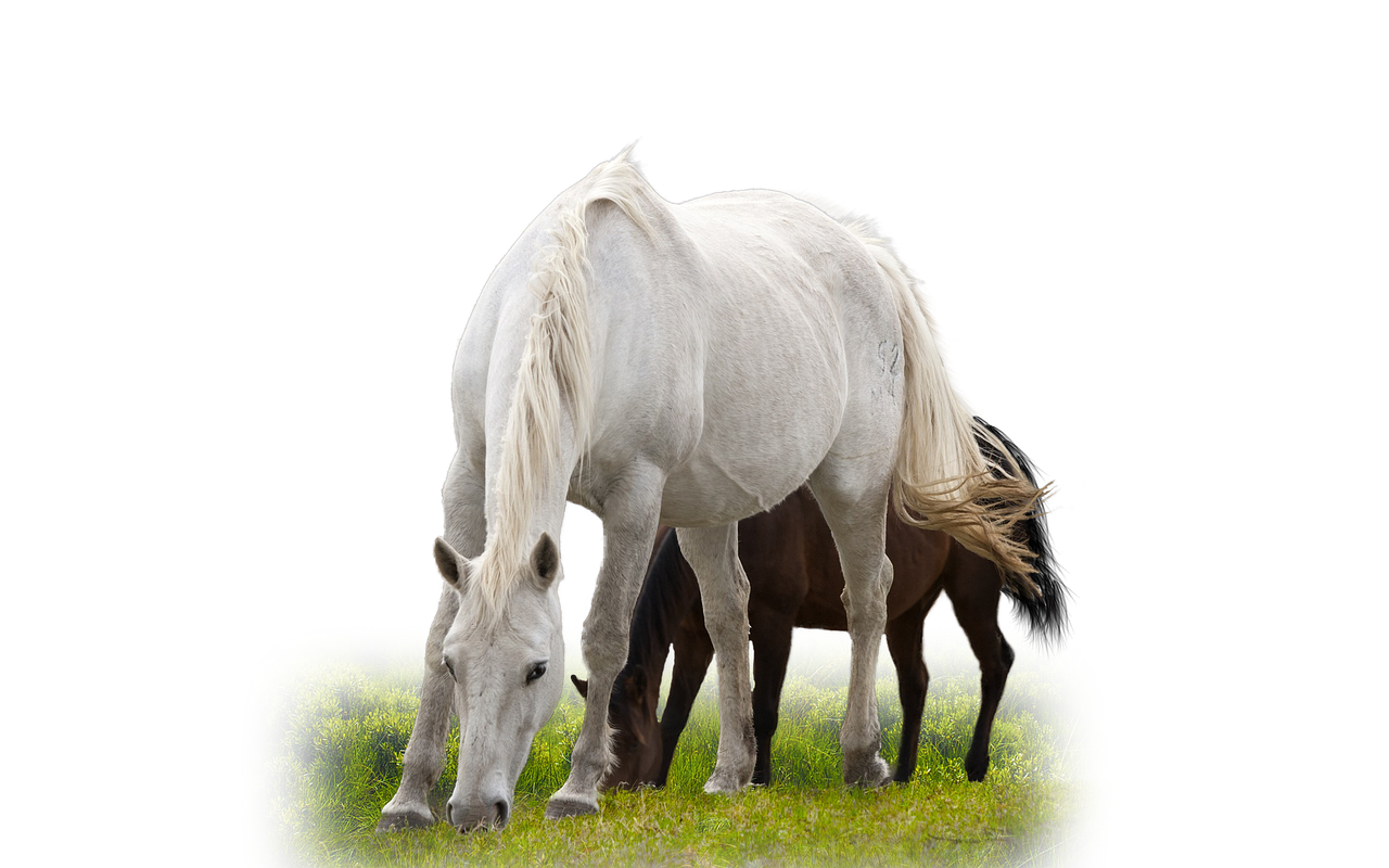 Image - isolated horse animal stallion