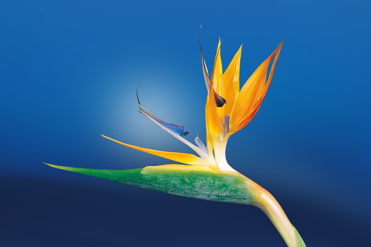 Image - caudata strelitzia