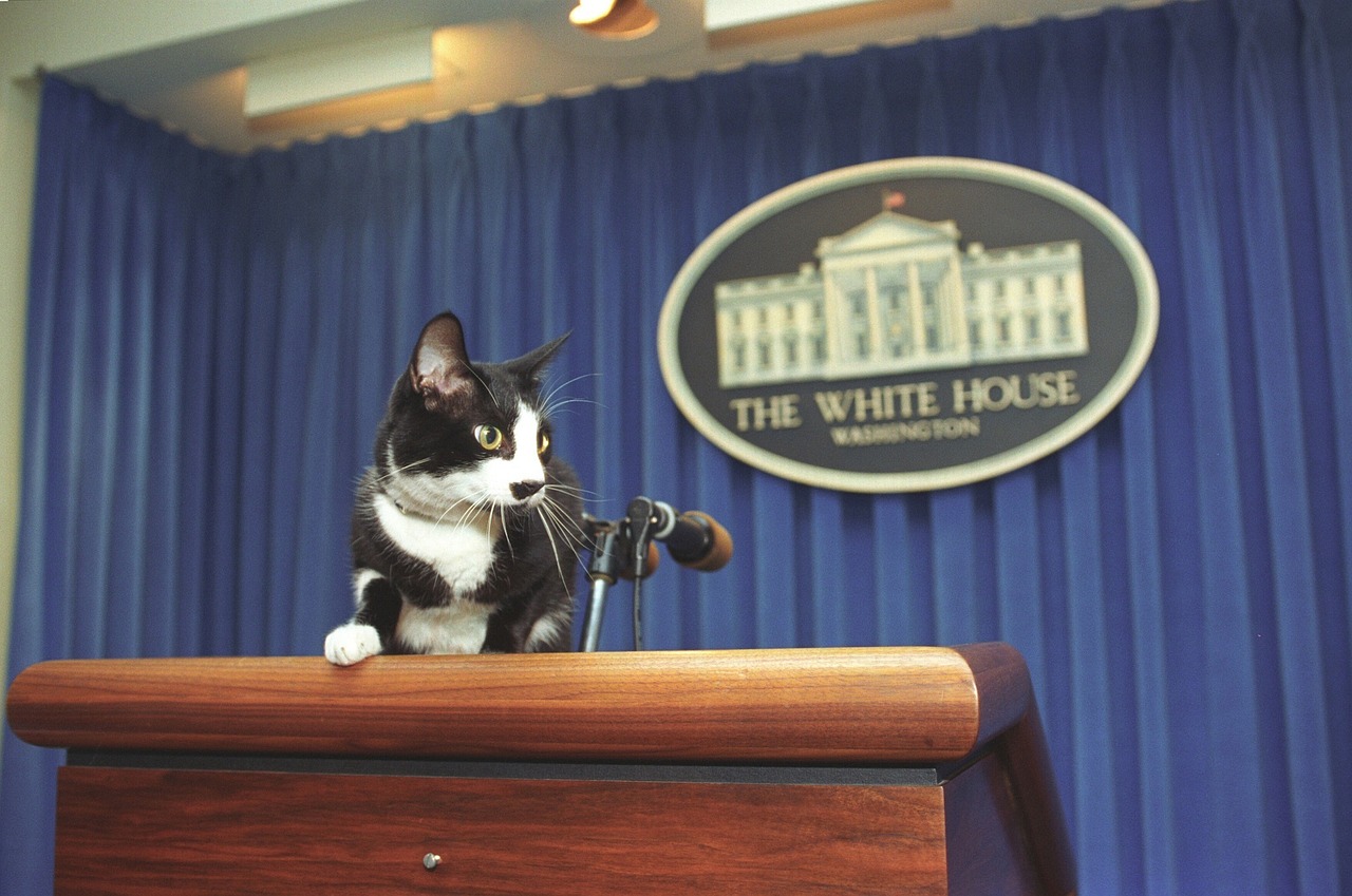 Image - socks the cat pet white house