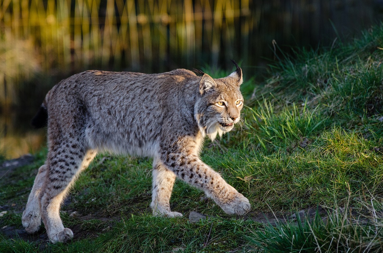 Image - lynx bobcat wildlife predator