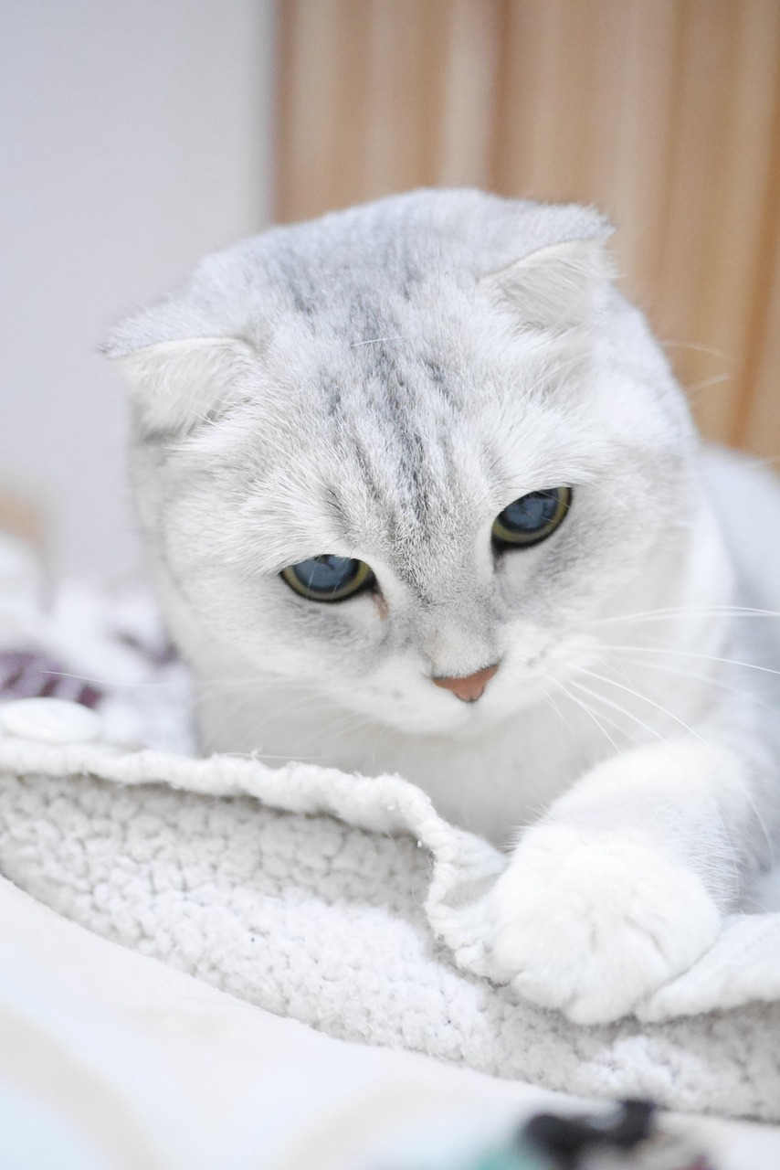 Image - scottish fold cats silver gradient