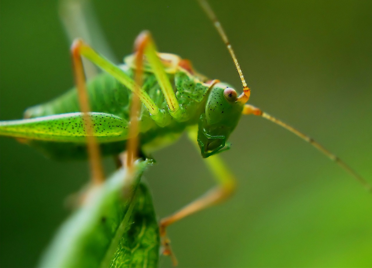 Image - delicate insect grasshopper insect