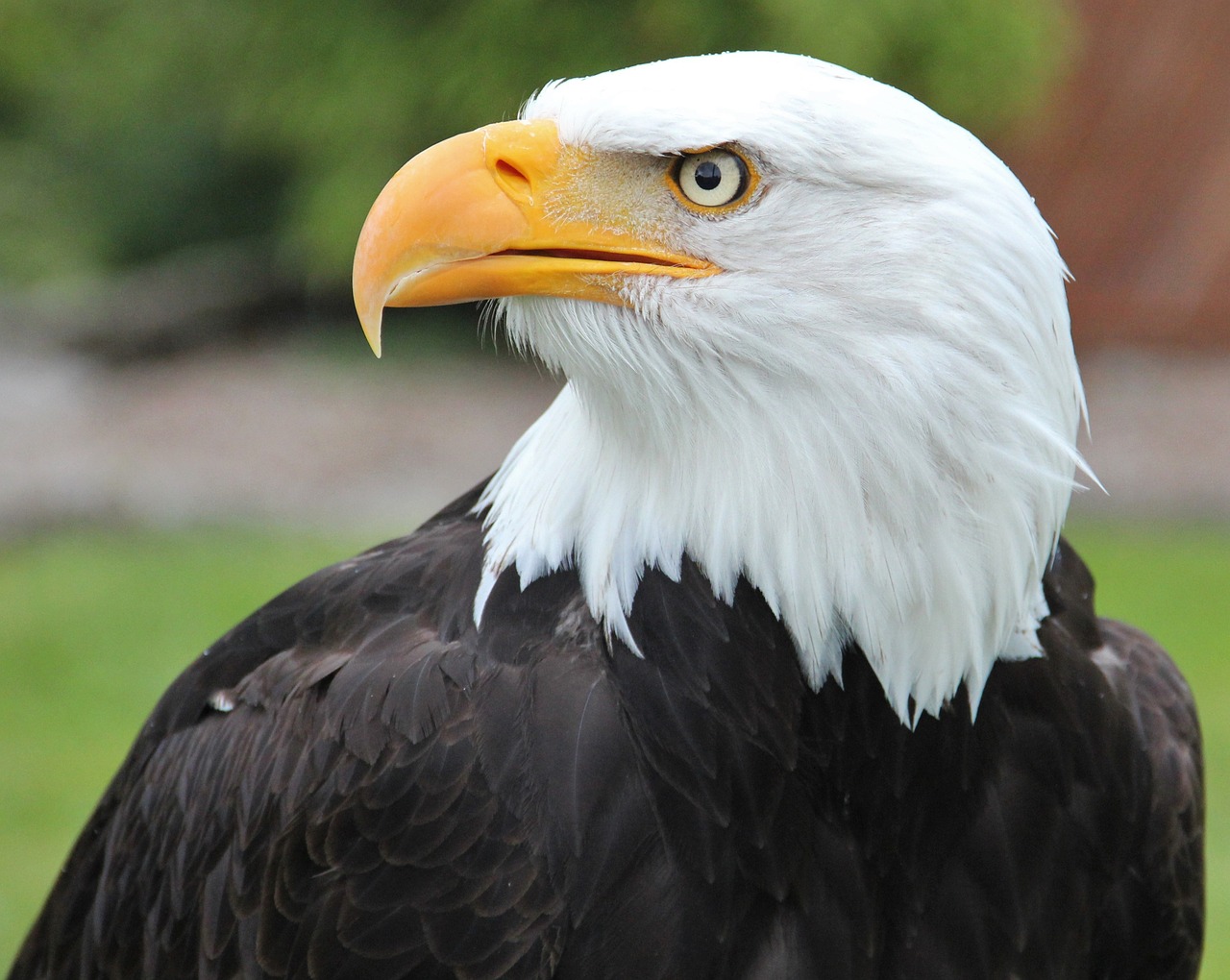 Image - bald eagle coat of arms of bird