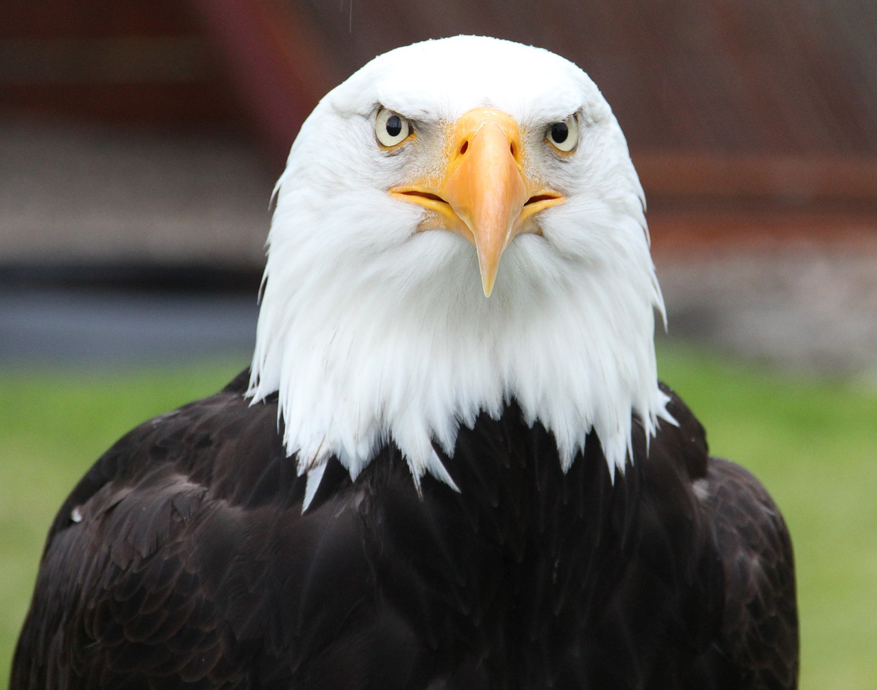 Image - portrait bald eagle