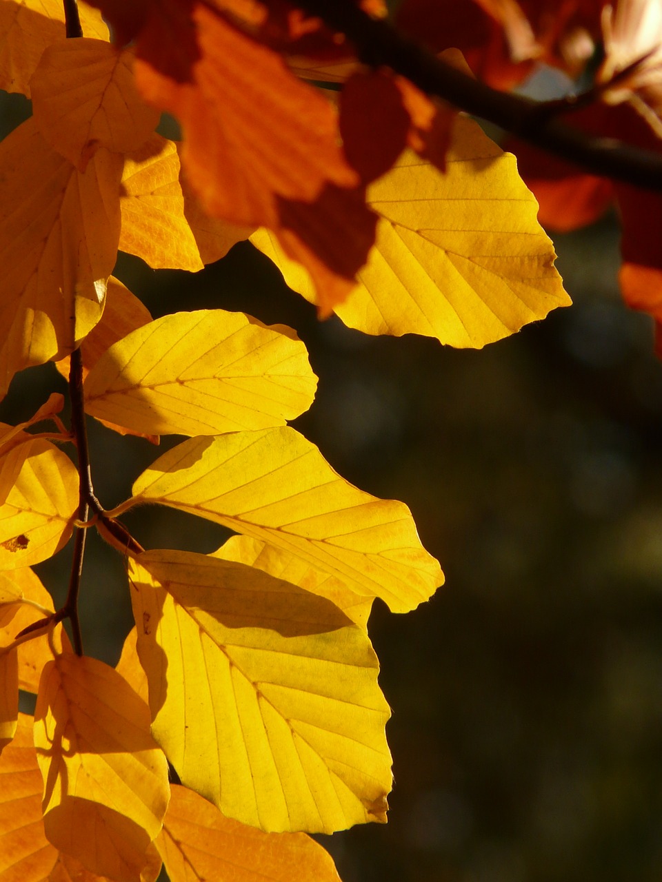 Image - beech fagus sylvatica fagus