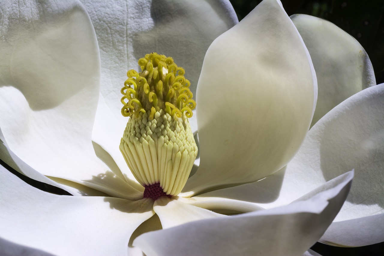 Image - magnolia flowers park spring