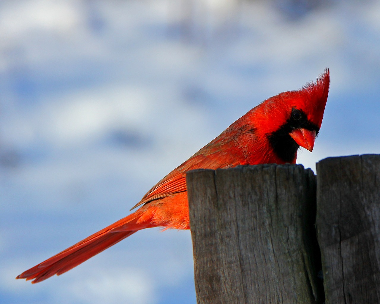 Image - bird nature cardinal male cardinal