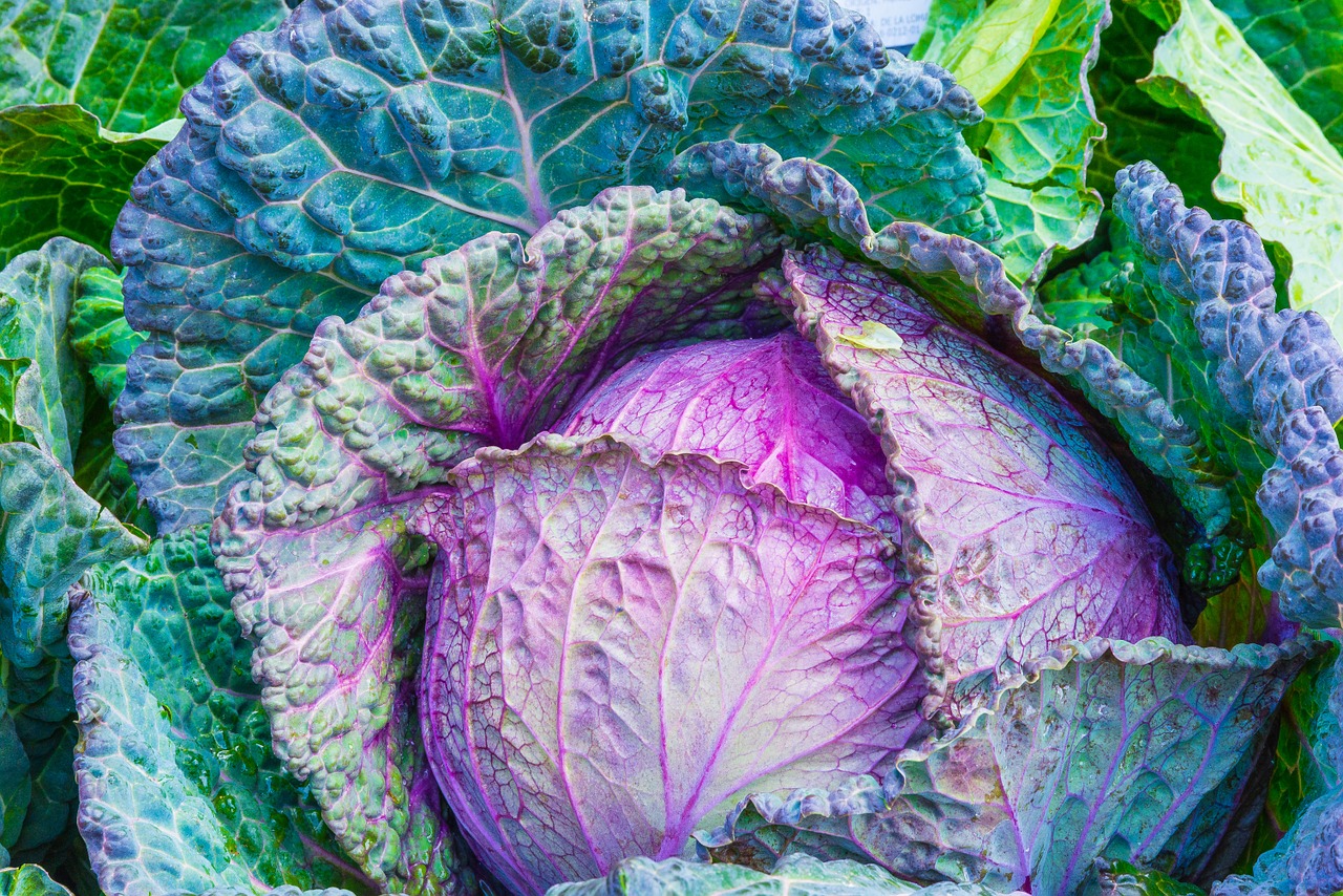 Image - cabbage vegetable power green