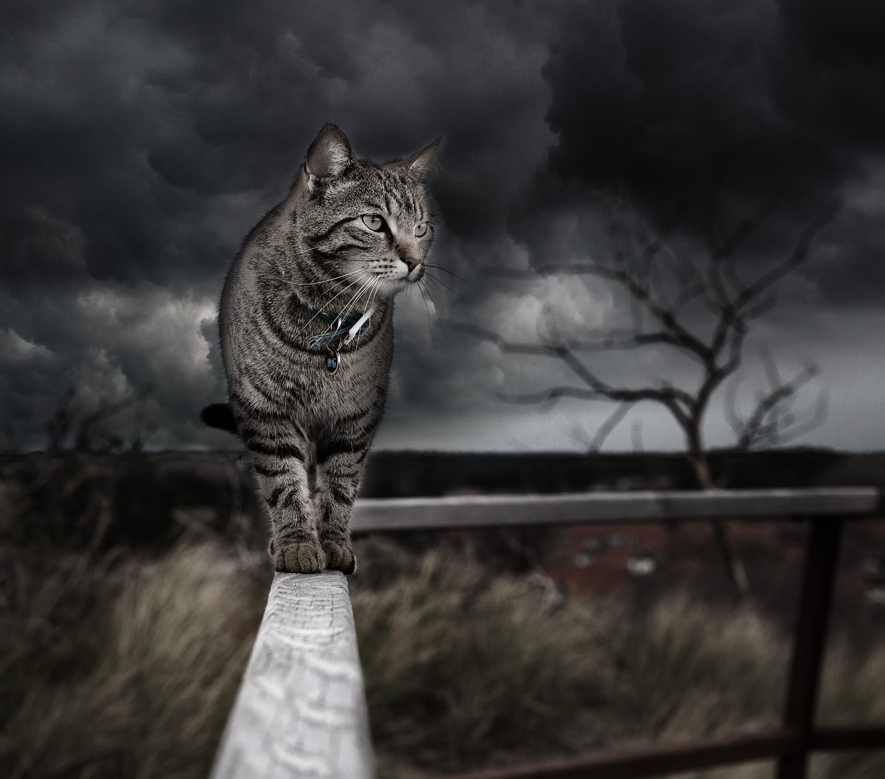 Image - photo manipulation cat photoshop