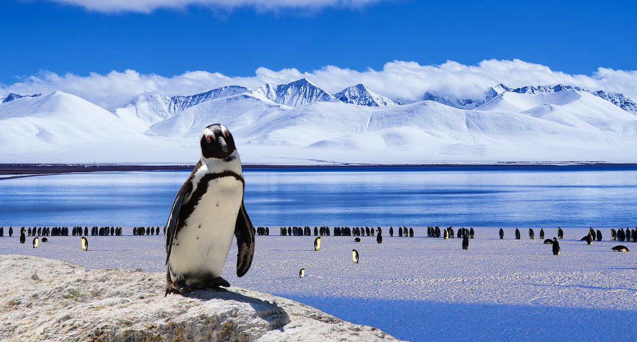 Image - ice penguin cold winter snow bird