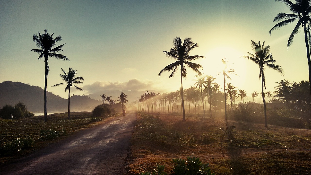 Image - palm trees roadway landscape sunset