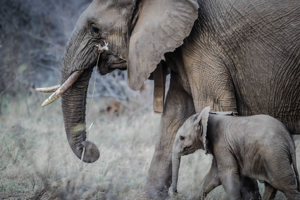 Image - elephants baby animals mammal