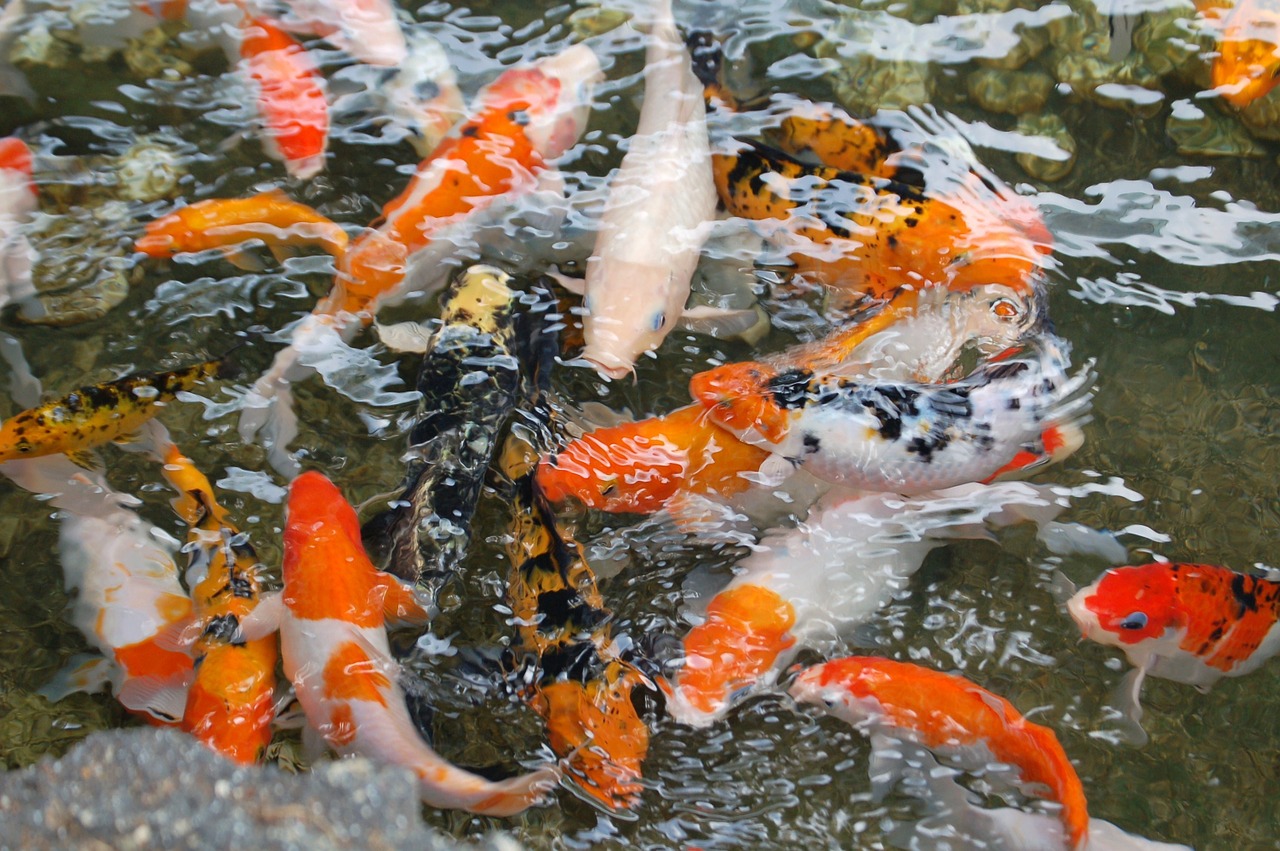 Image - koi fish pond koi fish water